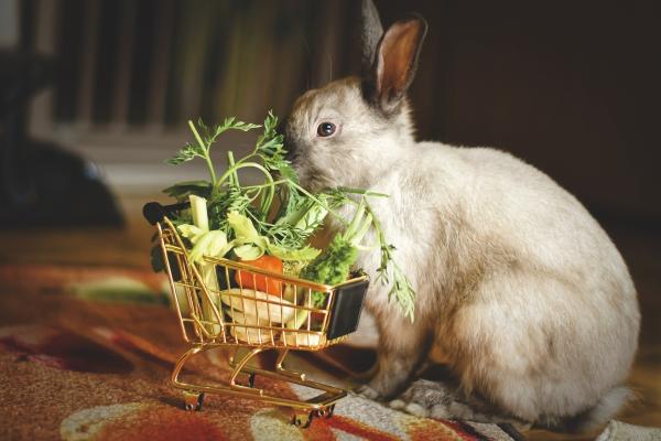 ¿Cuáles son las mejores mascotas para vivir en un apartamento?  - Conejos