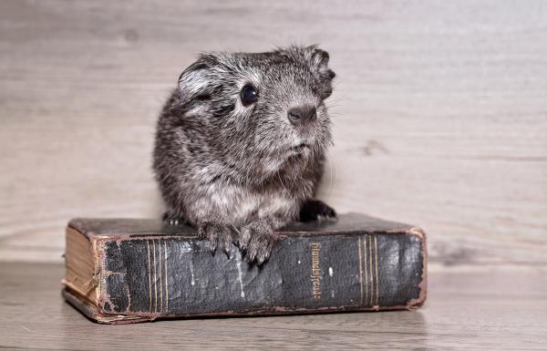 ¿Cuáles son las mejores mascotas para vivir en un apartamento?  - Conejillo de indias