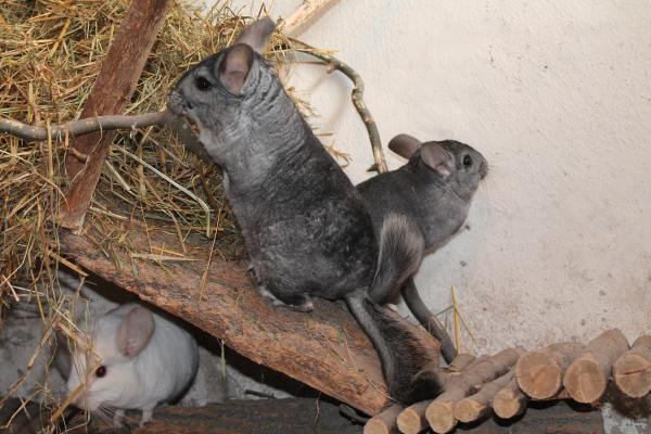 ¿Cuáles son las mejores mascotas para vivir en un apartamento?  - chinchillas
