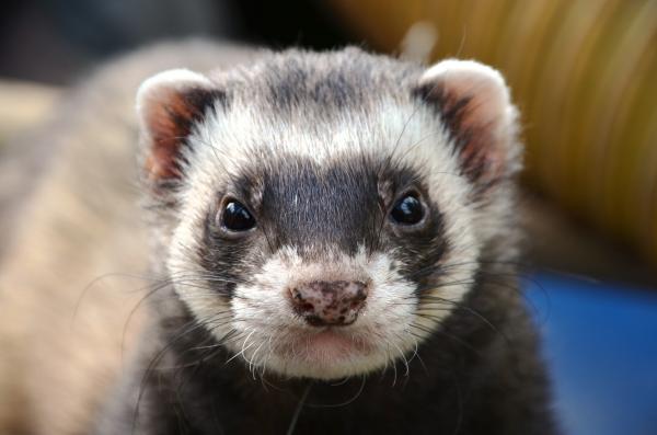 ¿Cuáles son las mejores mascotas para vivir en un apartamento?  - hurones