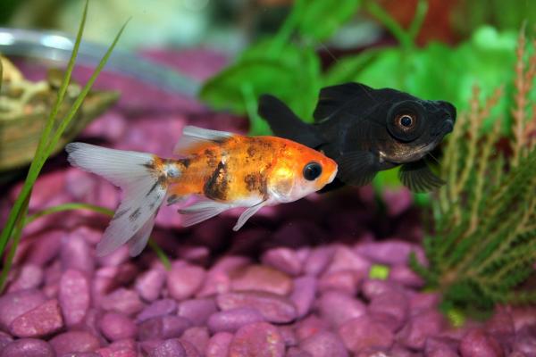 ¿Cuáles son las mejores mascotas para vivir en un apartamento?  - Peces
