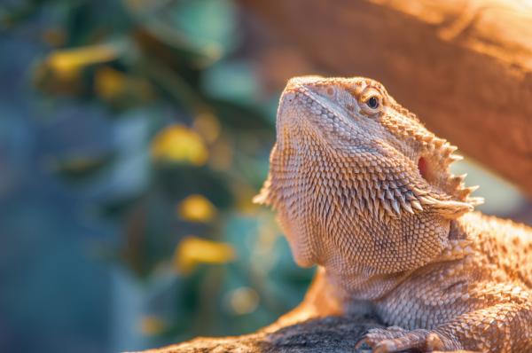 ¿Cuáles son las mejores mascotas para vivir en un apartamento?  - dragones barbudos