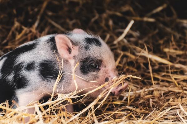 ¿Cuáles son las mejores mascotas para vivir en un apartamento?  - Cerdos en miniatura