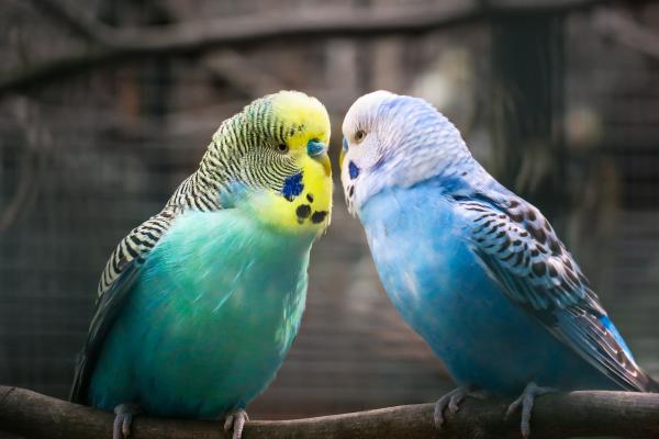 ¿Cuáles son las mejores mascotas para vivir en un apartamento?  - Aves