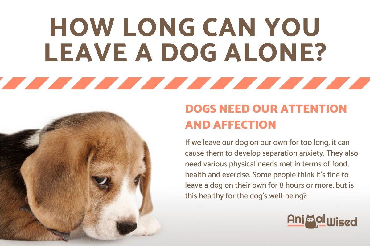 ¿Cuánto Tiempo Se Puede Dejar Solo a Un Perro? ¿cuánto Tiempo Se Puede Dejar Solo a Un Perro?