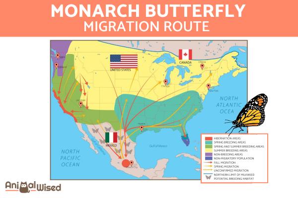 ¿Hacia dónde migran las mariposas monarca?  - ¿Adónde migran las mariposas monarca?