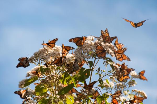 ¿Hacia dónde migran las mariposas monarca?  - ¿Qué factores amenazan la migración de la mariposa monarca?