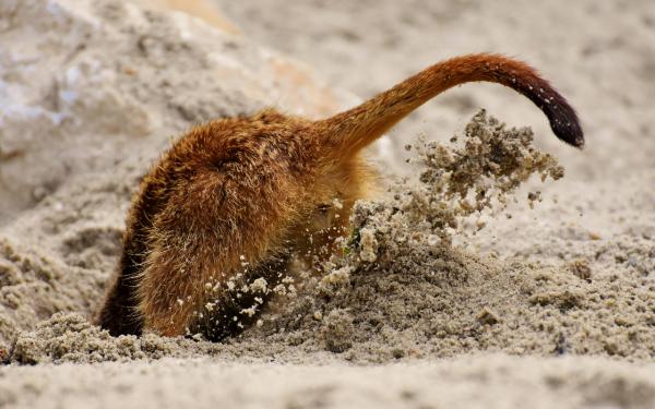 ¿Con qué tipo de juguetes les gusta jugar a los hurones? - Juguetes de excavación para hurones.