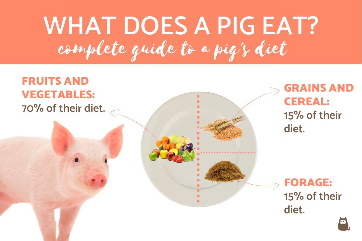 ¿qué Come Un Cerdo? Guía Completa De La Dieta
