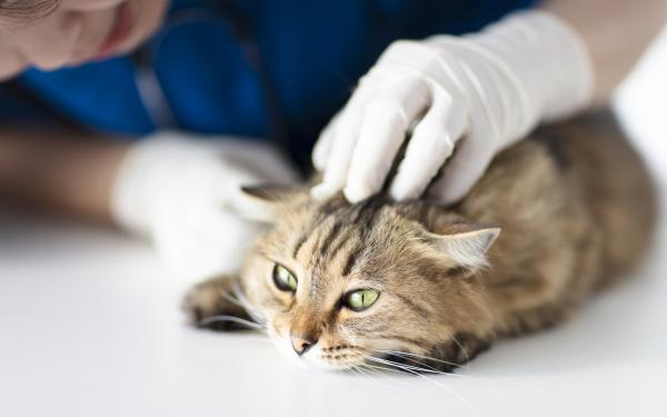 Mi gato ya no juega, ¿qué puedo hacer? - Trauma