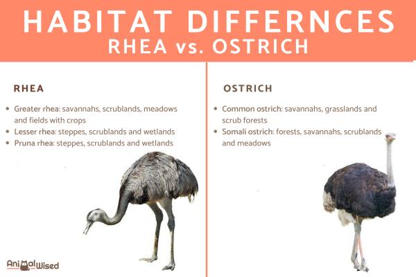 Diferencias entre ñandú y avestruz - Hábitats de ñandú y avestruz
