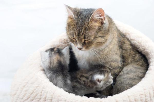 ¿A qué edad los gatos pueden tener gatitos? - Cronología del embarazo del gato