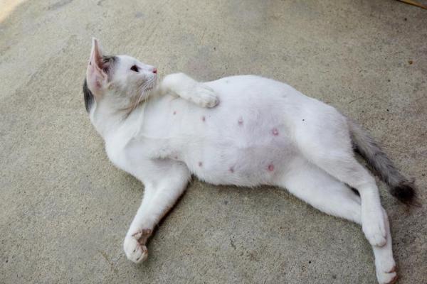 ¿A qué edad los gatos pueden tener gatitos? - Signos de embarazo en gatos
