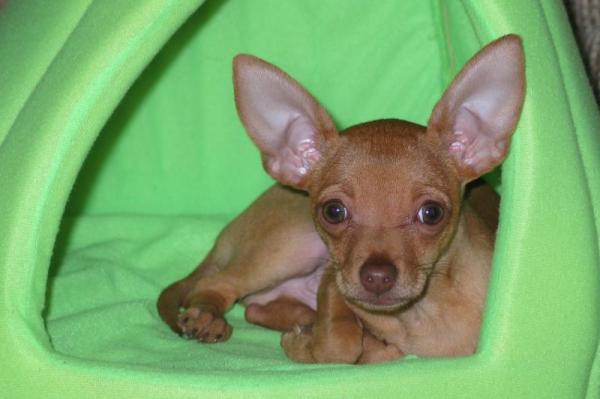 Tipos de chihuahua - Todas las variaciones de raza - Chihuahua cabeza de venado 
