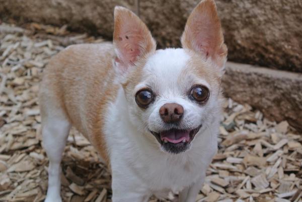Tipos de chihuahua - Todas las variaciones de raza - Chihuahua cabeza de manzana
