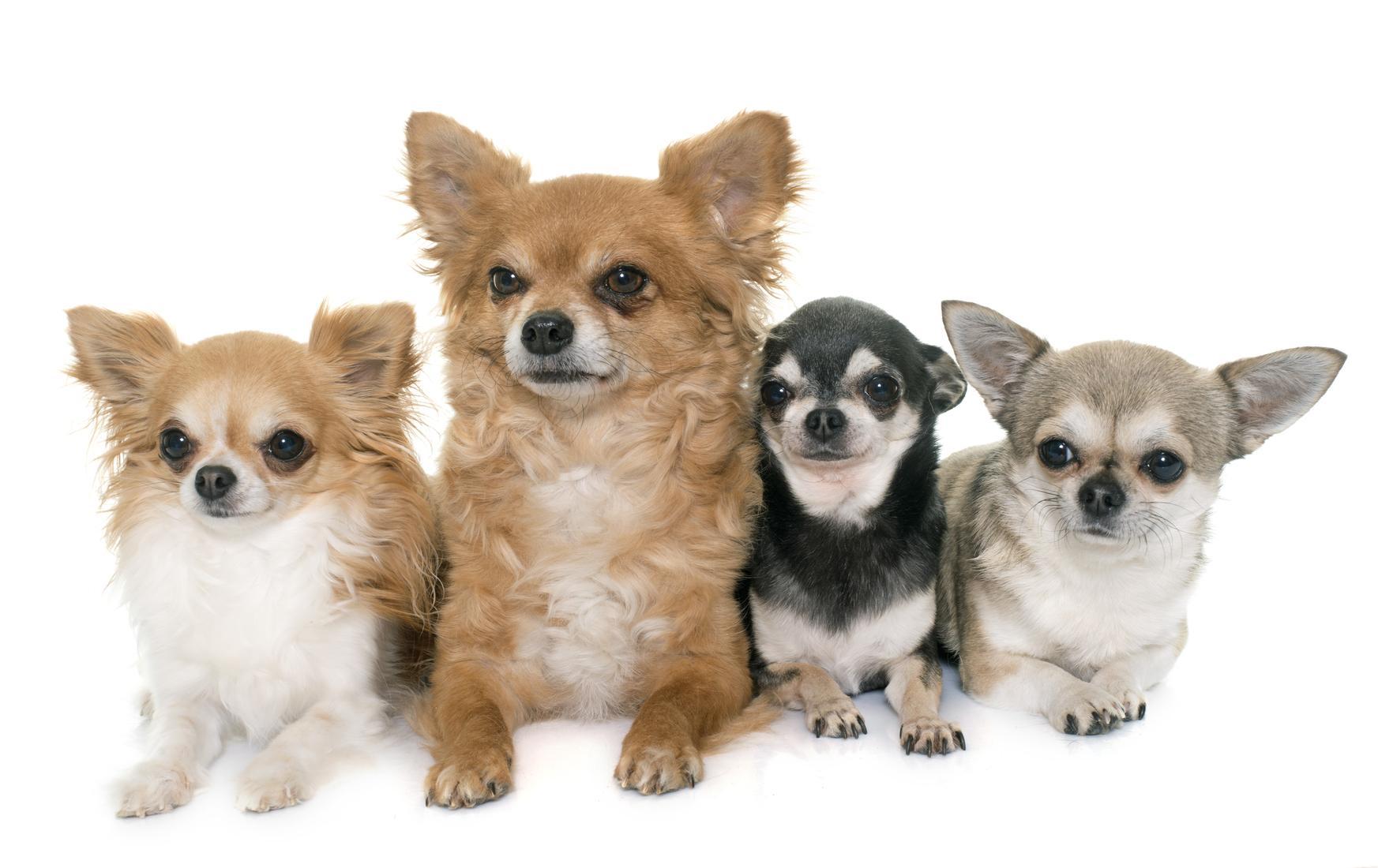 Tipos De Chihuahua: Todas Las Variaciones De Raza