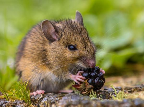 ¿Qué puedo alimentar a mi rata mascota? - ¿Cuánto come una rata al día?