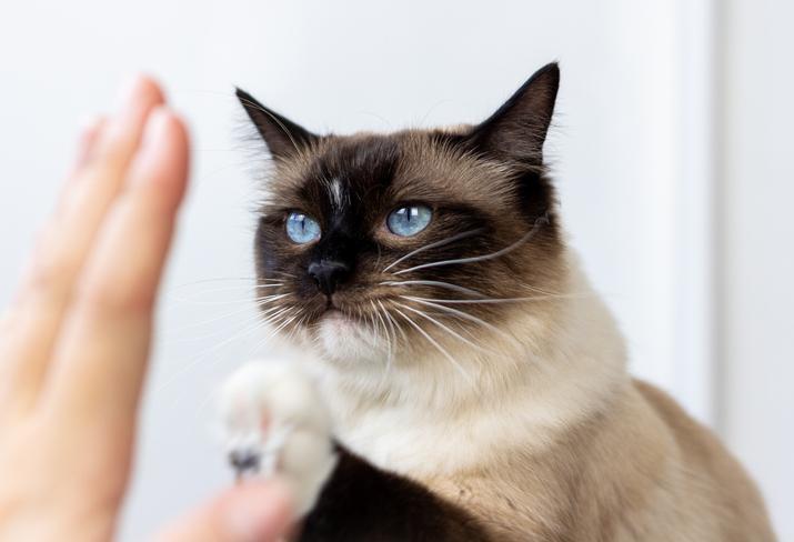 ¿Se Puede Entrenar a Los Gatos? ¿se Puede Entrenar a Los Gatos?