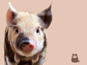 Los Mejores Nombres De Cerdos Para Mascotas