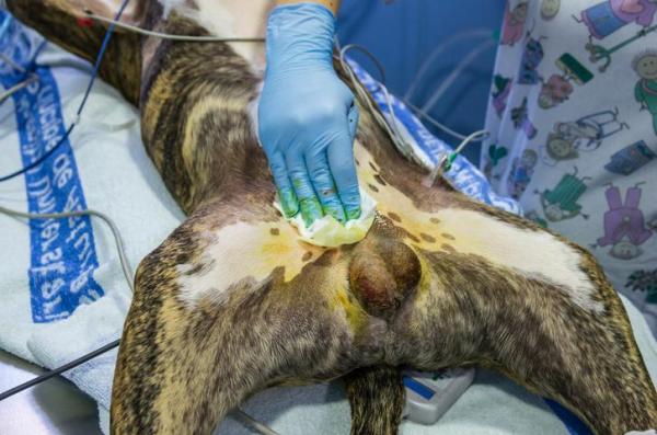 Orquiectomía en Perros - Extirpación Quirúrgica de Testículos - Procedimiento de Orquiectomía en Perros