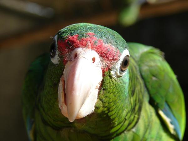 Mi loro no deja de gritar - Me siento abandonado