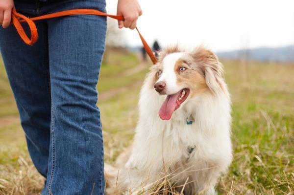 ¿Cuánto tiempo le toma a un perro digerir la comida?  - Cuánto tiempo hay que esperar después de comer antes de que el perro necesite defecar