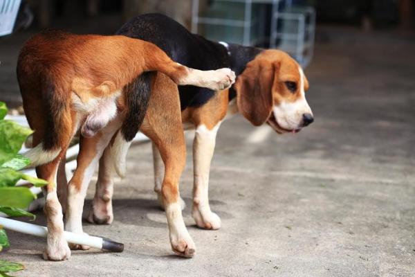 ¿Qué edad deben tener los perros machos para reproducirse? - ¿Debería criar a mi perro macho?
