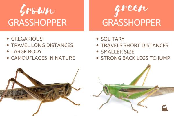 ¿Qué come un saltamontes? - Diferencias entre saltamontes marrones y verdes.