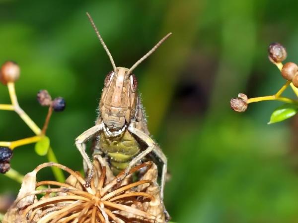 ¿Qué come un saltamontes? - ¿Qué comen los saltamontes?