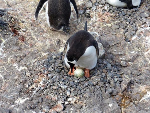 ¿Cómo se aparean y reproducen los pingüinos?  - ¿Los pingüinos se aparean de por vida?
