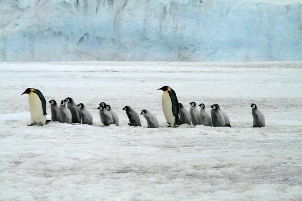¿Cómo se aparean y reproducen los pingüinos? - ¿Cómo cuidan los pingüinos a sus crías?