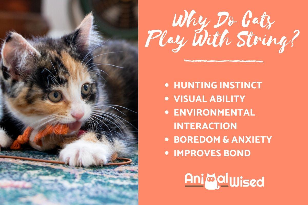 ¿Por Qué a Los Gatos Les Gusta Jugar Con Cuerdas? ¿por Qué a Los Gatos Les Gusta Jugar Con Cuerdas?