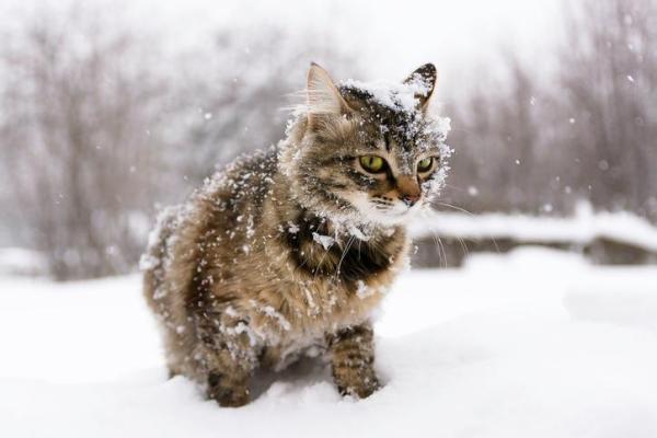 Cómo tomar la temperatura a un gato - Alta temperatura en gatos