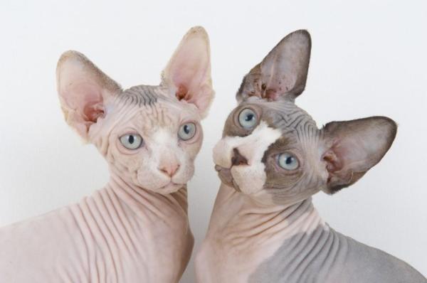 Cómo tomar la temperatura de un gato - Temperatura corporal del gato Sphynx