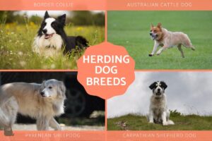 Lista De Razas De Perros Pastores