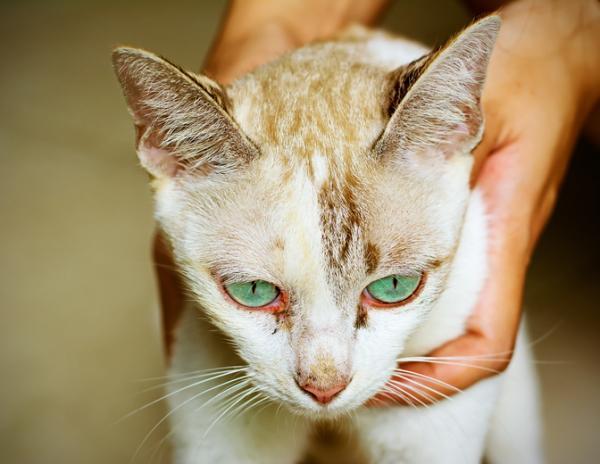 Tobrex para gatos - Usos, dosis y efectos secundarios de la tobramicina - Contraindicaciones y efectos secundarios de Tobrex para gatos
