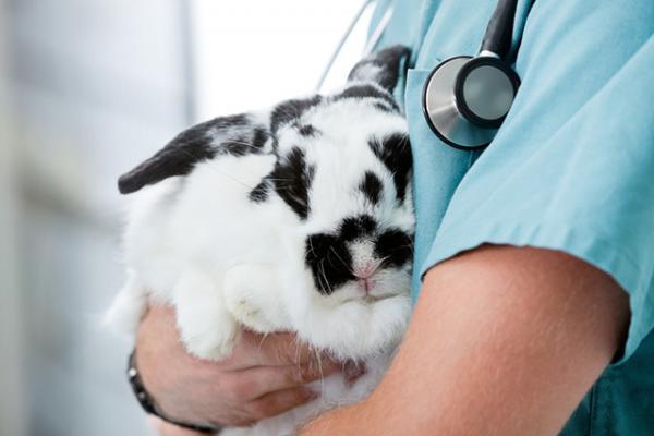¿Por qué mi conejo hace ruidos? - Mi conejo hace ruidos cuando corre.
