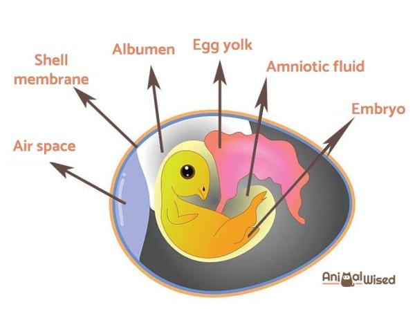 ¿Cómo se reproducen las gallinas?  - Partes de un óvulo fertilizado