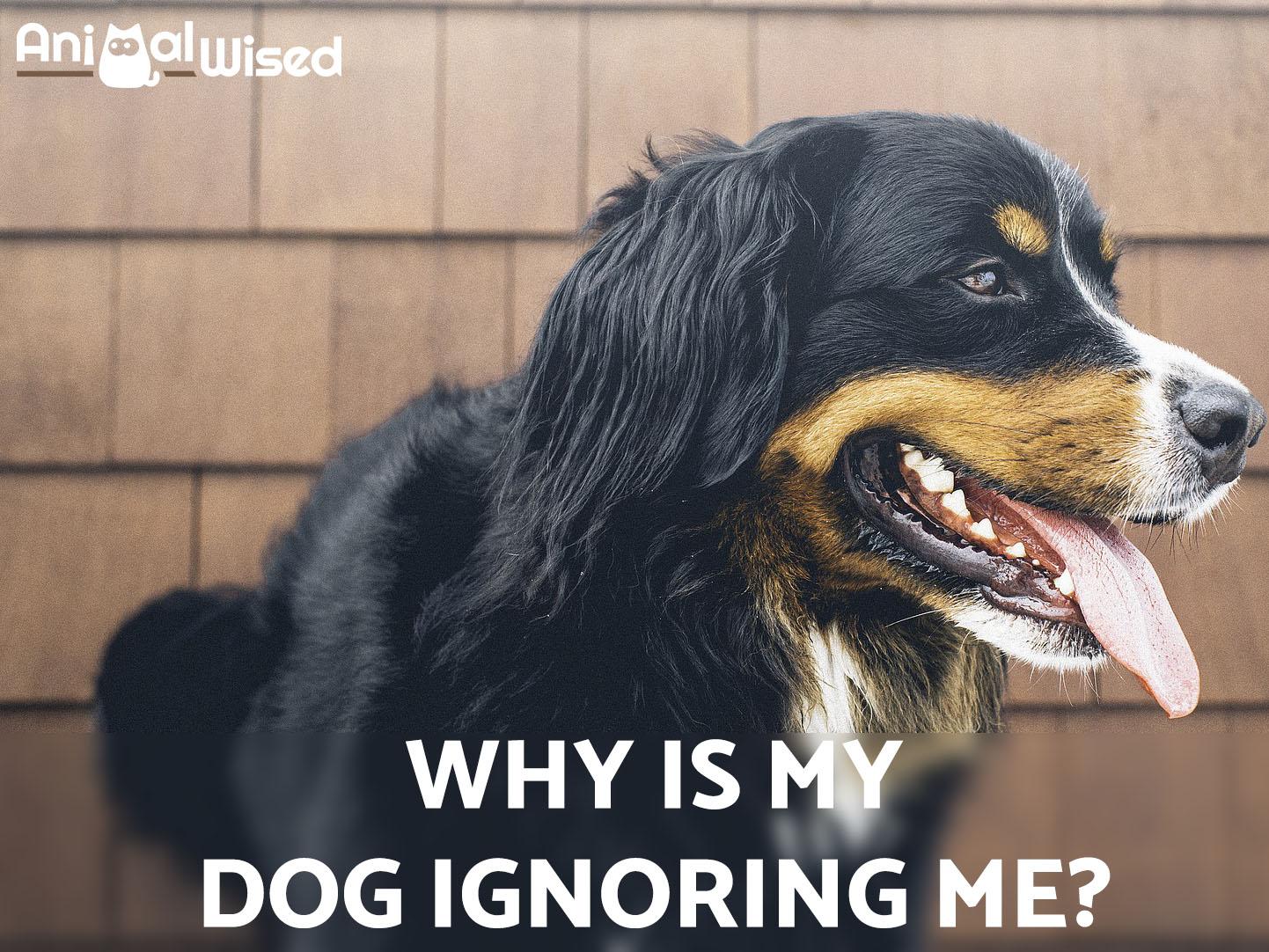 Mi Perro Sigue Ignorándome: ¿qué Debo Hacer?