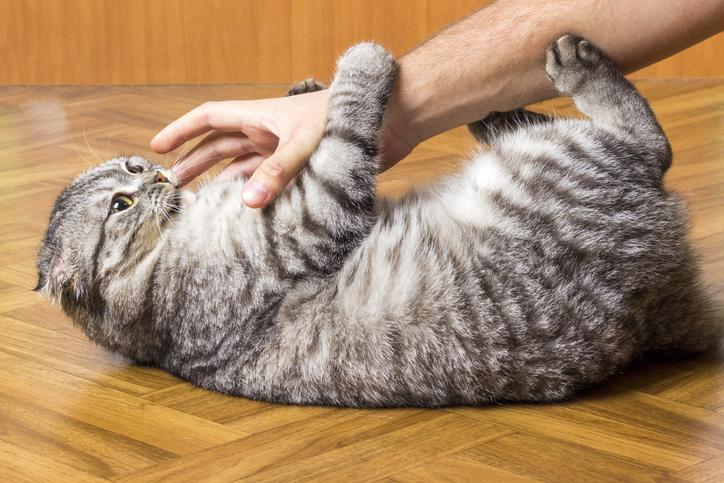 ¿Por Qué Mi Gato Muerde Y Patea Con Las Patas Traseras? ¿por Qué Mi Gato Muerde Y Patea Con Las Patas
