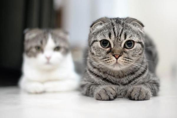 Las 10 mejores razas de gatos únicas: 4. Fold escocés
