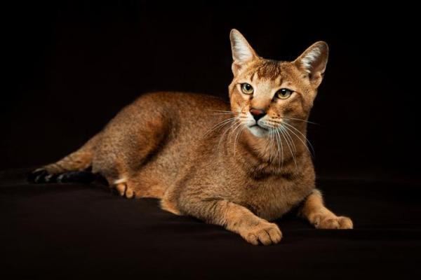 Las 10 mejores razas de gatos únicas: 8. Gato Chausie