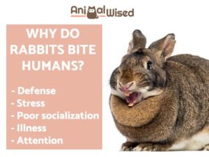 ¿por Qué Los Conejos Muerden a Los Humanos?