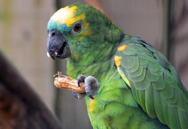 ¿Qué alimentos comen los loros?  - Dieta típica de los loros - ¿Qué comen los diferentes tipos de loros?