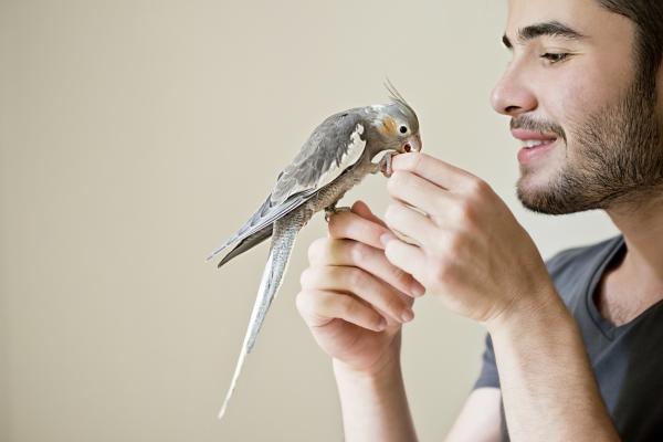 ¿Por qué mi loro me muerde de repente? - ¿Por qué mi pájaro me muerde?