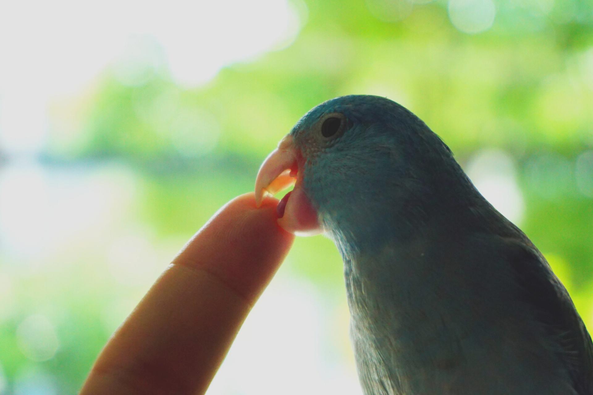 ¿Por Qué Mi Loro Me Muerde De Repente? ¿por Qué Mi Loro Me Muerde De Repente?