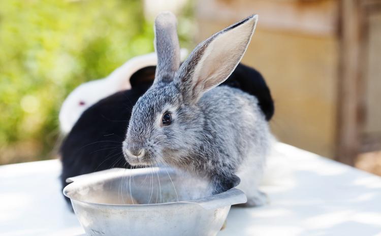 ¿los Conejos Beben Agua?