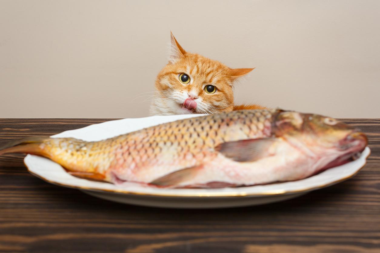 ¿pueden Los Gatos Comer Pescado Crudo?
