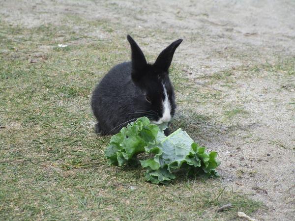 ¿Pueden los conejos comer lechuga?  - Lista de verduras de hoja para conejos.