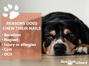 Mi Perro Sigue Mordiéndose Las Uñas: ¿es Normal?